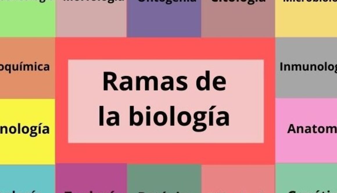cuantas-ramas-se-divide-la-historia